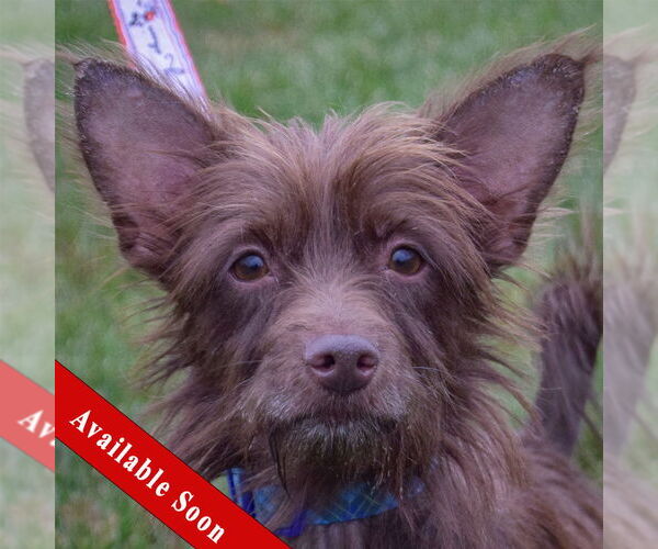 Medium Photo #1 Toxirn Puppy For Sale in Huntley, IL, USA