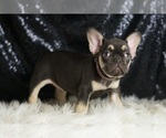 Small Photo #4 French Bulldog Puppy For Sale in WARSAW, IN, USA