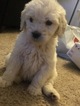 Small Photo #64 Goldendoodle Puppy For Sale in VACAVILLE, CA, USA