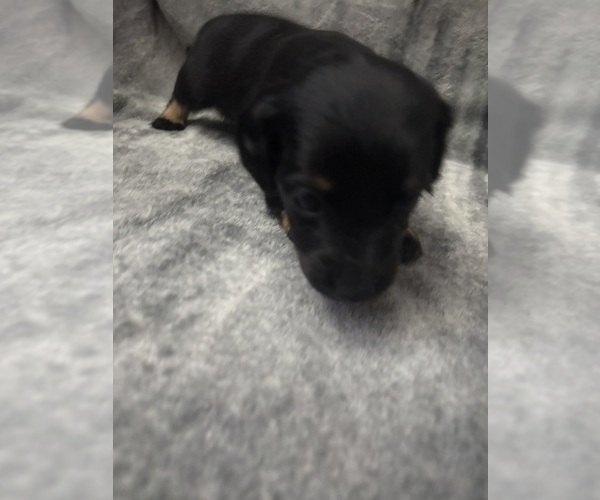 Medium Photo #2 Chiweenie Puppy For Sale in ROANOKE, VA, USA