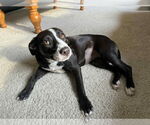 Small #1 Border Collie Mix