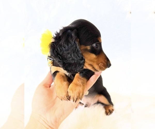 Medium Photo #7 Dachshund Puppy For Sale in DAVIS, CA, USA