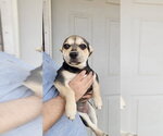 Small #8 French Bullhuahua
