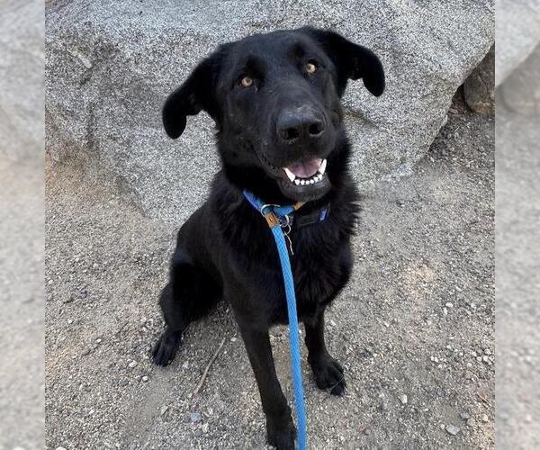 Medium Photo #9 Labrador Retriever-Unknown Mix Puppy For Sale in San Diego, CA, USA