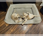 Small Photo #13 Labrador Retriever Puppy For Sale in ROSE HILL, KS, USA