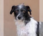 Small #3 Jack Russell Terrier Mix