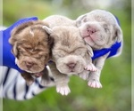 Image preview for Ad Listing. Nickname: Litter of 6