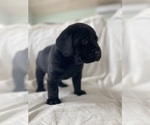 Small #3 Labrador Retriever