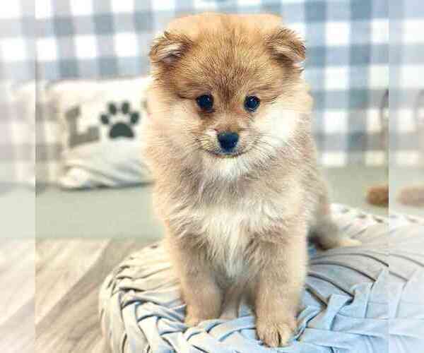 Medium Photo #1 Pomeranian Puppy For Sale in MARIETTA, GA, USA