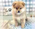 Small Photo #1 Pomeranian Puppy For Sale in MARIETTA, GA, USA