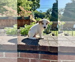 Small #8 Great Pyrenees Mix