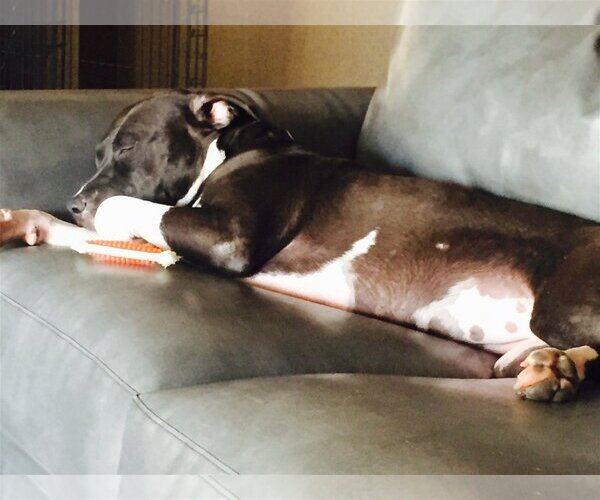 Medium Photo #20 Bullboxer Pit Puppy For Sale in Chandler, AZ, USA