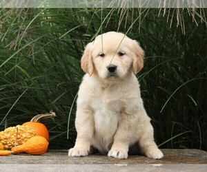 English Cream Golden Retriever Puppy for sale in FREDERICKSBG, OH, USA