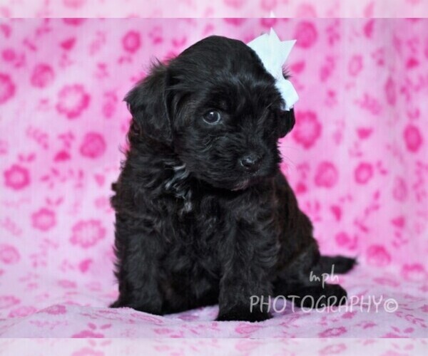 Medium Photo #3 YorkiePoo Puppy For Sale in LIBERTY, KY, USA