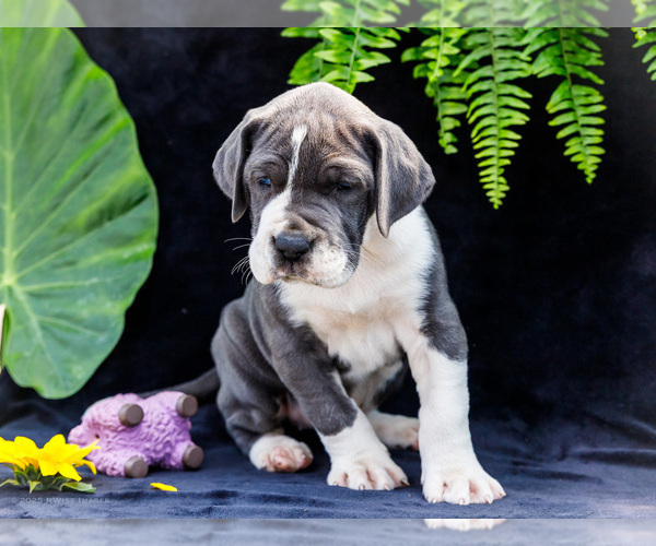 Medium Photo #11 Great Dane Puppy For Sale in WAKARUSA, IN, USA