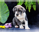 Small #10 Great Dane