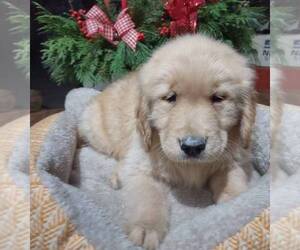 Golden Retriever Puppy for sale in CANAJOHARIE, NY, USA