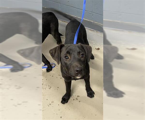 Medium Photo #1 American Pit Bull Terrier-Labrador Retriever Mix Puppy For Sale in Tallahassee, FL, USA