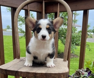 Pembroke Welsh Corgi Puppy for Sale in STANLEY, Wisconsin USA
