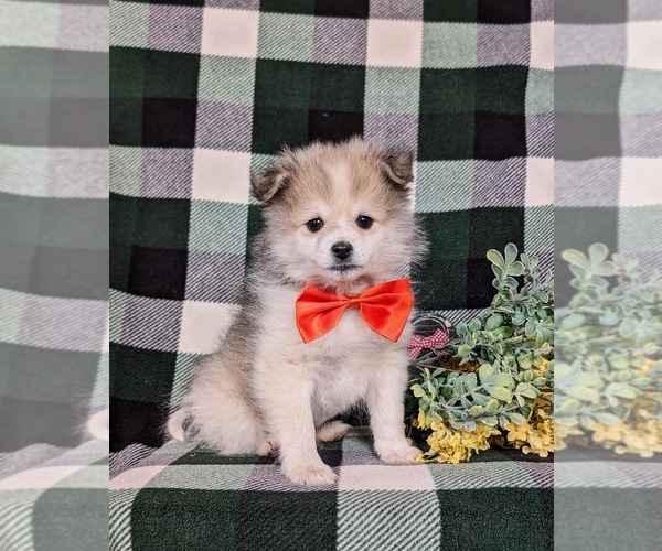 Medium Photo #3 Pomeranian Puppy For Sale in CHRISTIANA, PA, USA