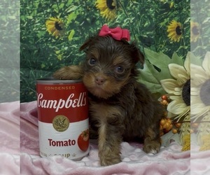 Shorkie Tzu Puppy for sale in SELLERSBURG, IN, USA