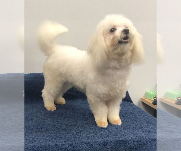 Medium Photo #3 Maltese Puppy For Sale in Lincolnwood, IL, USA