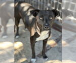 Small #1 Labrador Retriever Mix