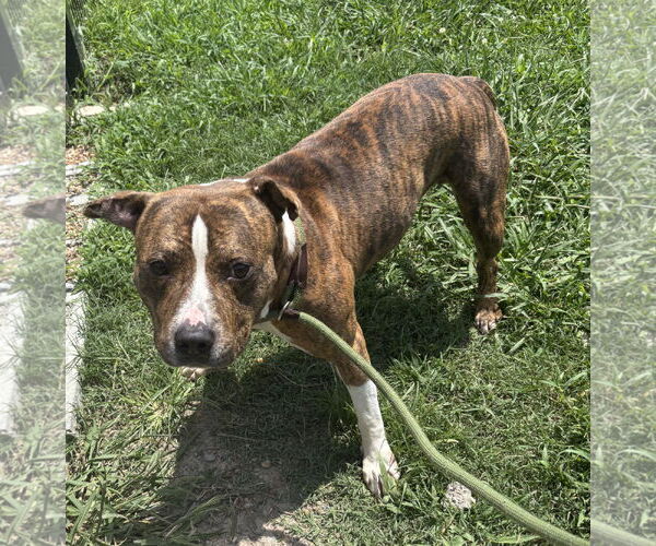 Medium Photo #7 Mutt Puppy For Sale in Virginia Beach, VA, USA