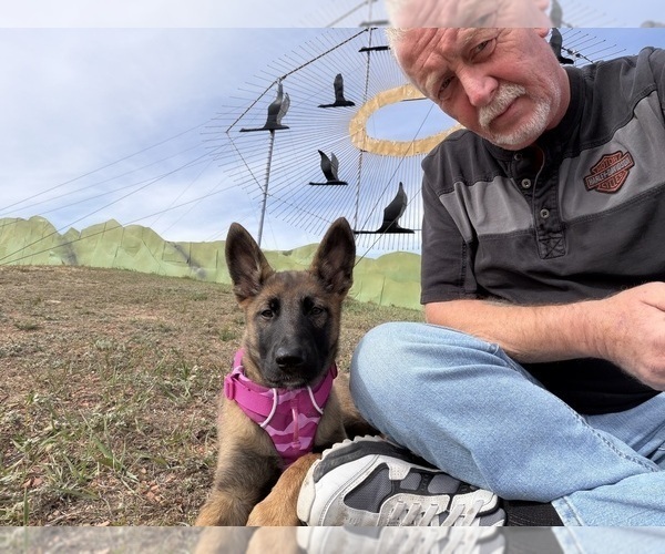 Medium Photo #5 German Malinois Puppy For Sale in DICKINSON, ND, USA