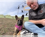 Small Photo #5 German Malinois Puppy For Sale in DICKINSON, ND, USA