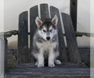 German Shepherd Dog-Siberian Husky Mix Puppy for Sale in PERRYSVILLE, Ohio USA