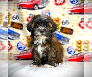 ShihPoo Puppy for sale in WINNSBORO, LA, USA