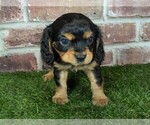 Small #3 Cavalier King Charles Spaniel