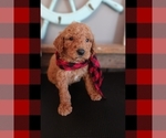 Small Photo #15 Poodle (Standard) Puppy For Sale in BRADFORDSVILLE, KY, USA