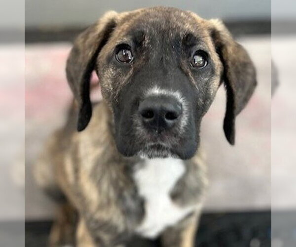 Medium Photo #8 Great Dane-Unknown Mix Puppy For Sale in Canton, CT, USA