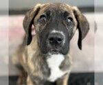 Small #7 Great Dane Mix