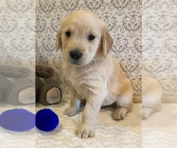 Medium Photo #1 Golden Retriever Puppy For Sale in BUCHANAN, GA, USA