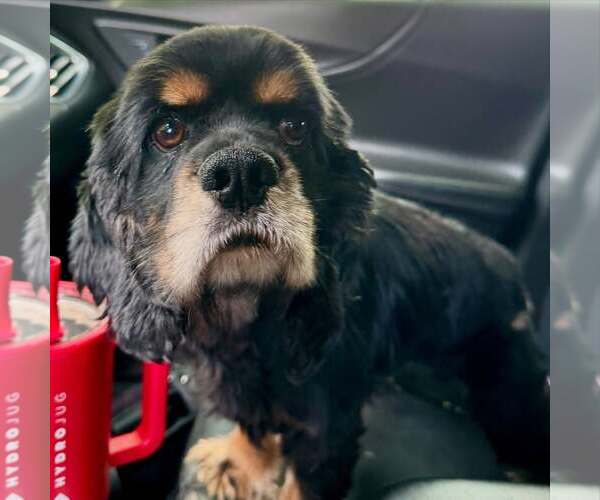 Medium Photo #3 Cocker Spaniel Puppy For Sale in Belleuve, NE, USA