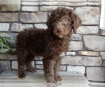 Small #2 Miniature Labradoodle