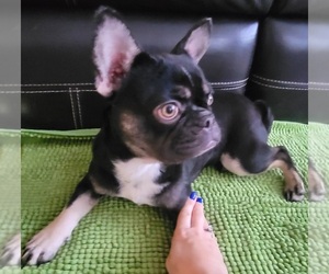 French Bulldog Puppy for sale in BRADENTON, FL, USA