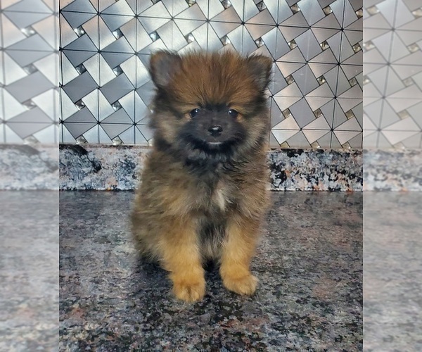 Medium Photo #3 Pomeranian Puppy For Sale in ELKHART, IN, USA