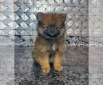 Small Photo #3 Pomeranian Puppy For Sale in ELKHART, IN, USA