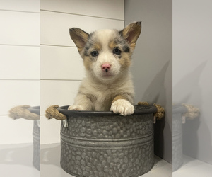 Pembroke Welsh Corgi Puppy for sale in HOYLETON, IL, USA