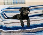 Small Photo #2 Basset Hound-Labrador Retriever Mix Puppy For Sale in Van Nuys, CA, USA