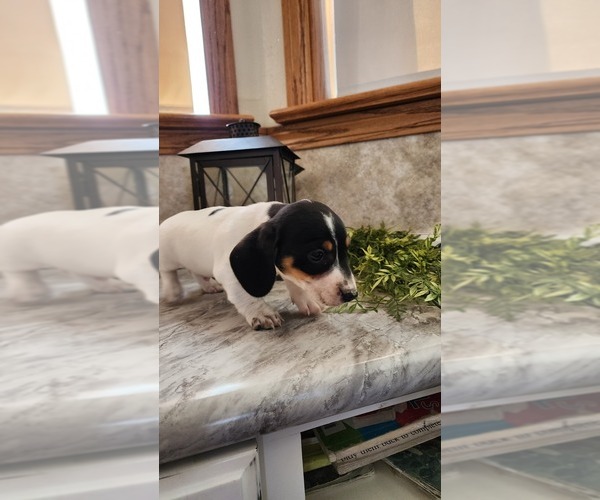 Medium Photo #3 Dachshund Puppy For Sale in GREENWOOD, WI, USA