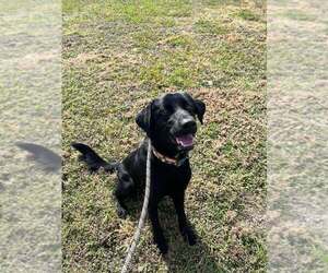 Labrador Retriever-Unknown Mix Dogs for adoption in Abbeville, LA, USA