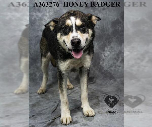 Medium Photo #2 German Shepherd Dog-Siberian Husky Mix Puppy For Sale in Stockton, CA, USA