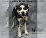 Small #1 German Shepherd Dog-Siberian Husky Mix