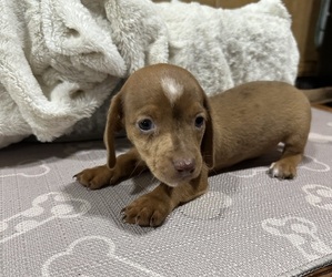 Dachshund Puppy for sale in CONCORDIA, MO, USA
