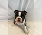 Puppy Boy 1 puppy Boston Terrier